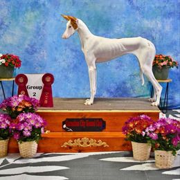 Cherry Cola - Ibizan Hound