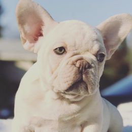 French Bulldogs from Neria's Frenchies