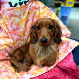 Mya - Dachshund
