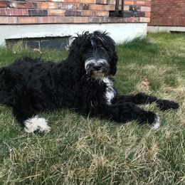Sheepadoodle Puppies from Sydney Schneider