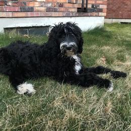 Sheepadoodle Puppies from Sydney Schneider