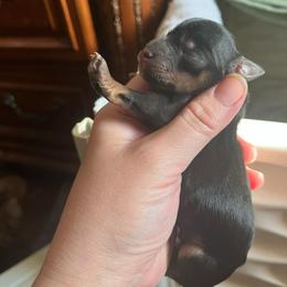 Raider - Black and silver male Miniature Schnauzer puppy in Norman, Oklahoma from Priscilla's Miniature Schnauzers
