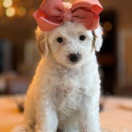 M-Pink Girl - Parti female Goldendoodle puppy in Lewisville, Texas from Texas Goldendoodle Lovers