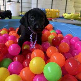 Purple Collar Black Female - Black female Labrador Retriever puppy in Gainesville, Georgia from Rucker Retrievers