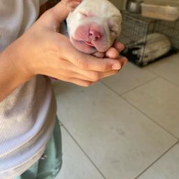 Blue collar male - Yellow male Labrador Retriever puppy in Clayton, North Carolina from The Homestead at Little Creek
