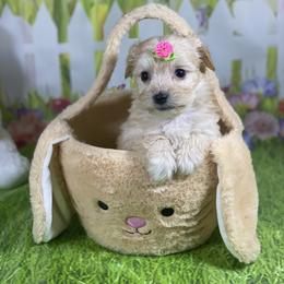 Kelly - Tan female Morkie puppy in Davie, Florida from Sweet Peluditos