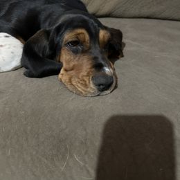 Basset Hound and Collie Puppies from Collegiate Bassets and Rheign Collies