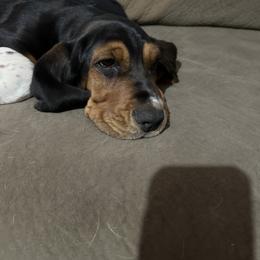 Basset Hound and Collie Puppies from Collegiate Bassets and Rheign Collies