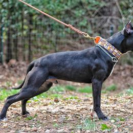 American Pit Bull Terrier All Grown Up from Steel Ridge APBTs