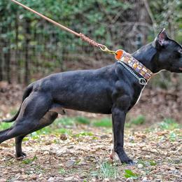 American Pit Bull Terrier All Grown Up from Steel Ridge APBTs