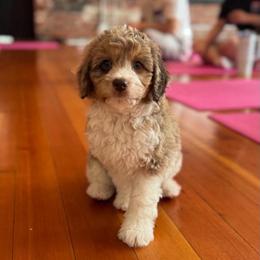 Big Bend - Red merle male Aussiedoodle puppy in Arlington, Washington from Doodle Love Laugh