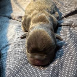 Josephine - Tricolors female French Bulldog puppy in Amarillo, Texas from Bomb City Bulldogs