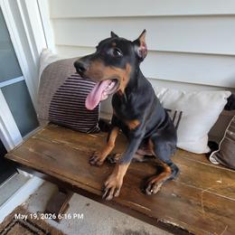 Chief - Black and rust male Doberman Pinscher puppy in Mc Donough, Georgia from Davis Doberman Pinschers