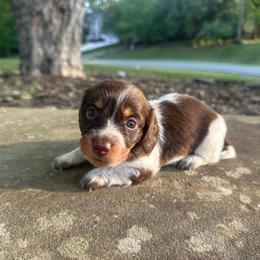 Lolly - Piebald female Dachshund puppy in Burlington, North Carolina from Dachshund Meadows