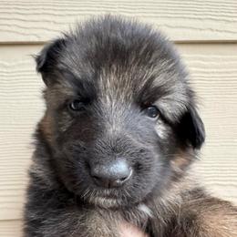 Watson - Black and red male German Shepherd puppy in Graham, Washington from Wildeflecken Shepherds