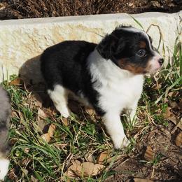 Toy Australian Shepherd Puppies from ATX Mini Aussies