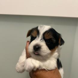 Male 1 - Chocolate, tan and white male Yorkshire Terrier puppy in Kissimmee, Florida from Bebe AKC Puppies