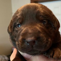 Boy 6 - Chocolate Labrador Retriever puppy in Troup, Texas from Cornerstone kennels