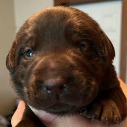Boy 6 - Chocolate Labrador Retriever puppy in Troup, Texas from Cornerstone kennels