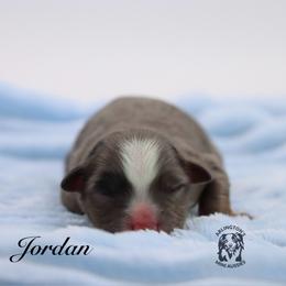 Jordan - Blue merle male Miniature Australian Shepherd puppy in Weeki Wachee, Florida from Arlington's Mini Aussies
