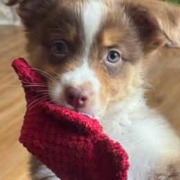 Snickers-Rtm1 - Red tri-color male Australian Shepherd puppy in Chehalis, Washington from Wandering Acres Ranch