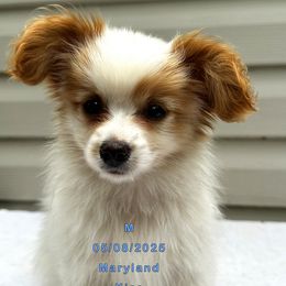 Kiss - White and red male Papillon puppy in Oakland, Maryland from Holly Huxford