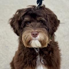 Bohdi - Australian Labradoodle