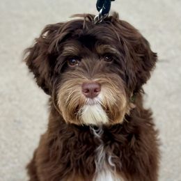 Bohdi - Australian Labradoodle