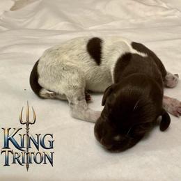 King Triton - Liver roan male German Shorthaired Pointer puppy in North Branch, Minnesota from Chrishelle Farm