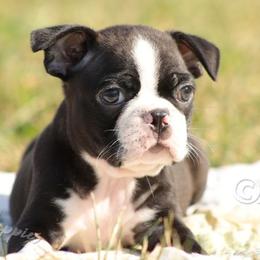 AKC 'Stevie' - Black and white male Boston Terrier puppy in Lamar, Missouri from Marti Acres ~ Boston Terrier & Beagles