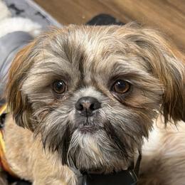 Sammy - Brindle male Shih Tzu puppy in Victorville, California from RUMBLE n TUMBLE
