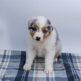 Confetti - Blue merle female Australian Shepherd puppy in Lakewood, California from Cloud Nine Kennel