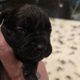 Blue collar male - Black brindle male Cane Corso puppy in Granbury, Texas from La Muerte Corso Kennel
