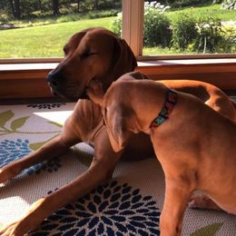 Rhodesian Ridgebacks from Rifrug Rhodesian Ridgebacks