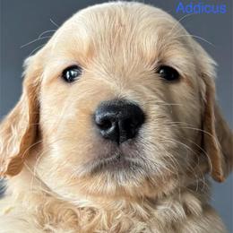 Adicus - Golden male Golden Retriever puppy in Vail, Arizona from Retrievers Gold AZ