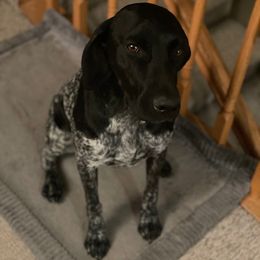 Sage - German Shorthaired Pointer