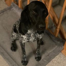 Sage - German Shorthaired Pointer