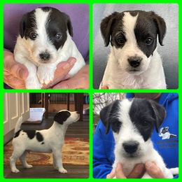 Jack Russell Terrier Puppies from Gem Dandy Jack Russell Terriers