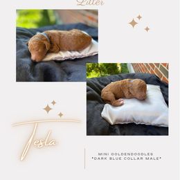 Boy 2 - Goldendoodle puppy in Nashville, Tennessee from Exclusive Doodles & Poodles