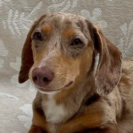 Pixel - Dachshund