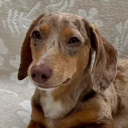 Pixel - Dachshund