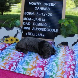 Delilah - Blue merle female Aussiedoodle puppy in Hopkins, Missouri from Mowry Creek Mini Aussiedoodles and More