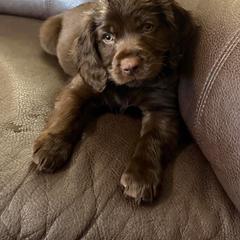 Boykin Spaniel, English Cocker Spaniel, and Labrador Retriever Puppies from PARK’s Family Farm