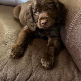 Boykin Spaniel, English Cocker Spaniel, and Labrador Retriever Puppies from PARK’s Family Farm