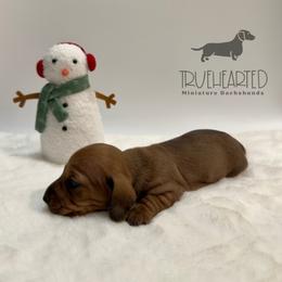 Ophelia - Red female Dachshund puppy in Royse City, Texas from Truehearted Miniature Dachshunds