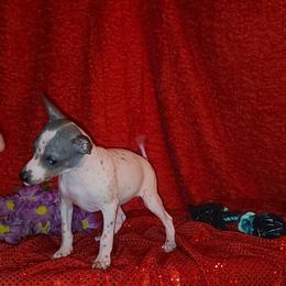 Just Like Mama - White and black female American Hairless Terrier puppy in Lebanon, Missouri from Hearts Companions