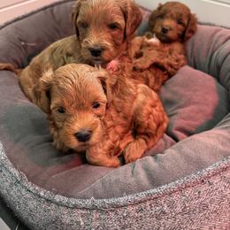 Goldendoodle and Maltipoo Puppies from Jessica's Maltipoo and Goldendoodle