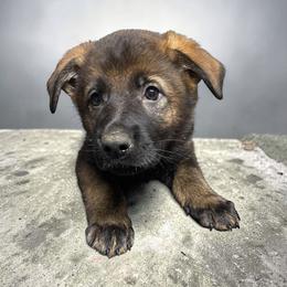 Shirley - Sable female German Shepherd puppy in Oakland, Oregon from VHM German Shepherds