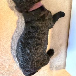 Purple - Brown male Poodle puppy in Atlanta, Georgia from Syren House Doodles & Poodles