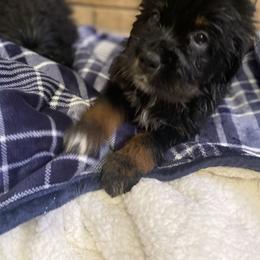 Purple - Tibetan Mastiff puppy from HW Kennel